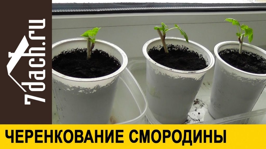 Вот они, главные секреты правильного черенкования смородины! Оказывается, я допускала столько ошибок!
