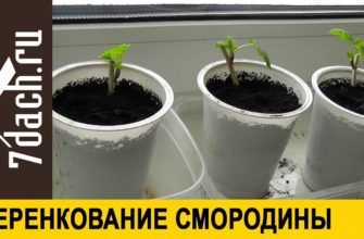 Вот они, главные секреты правильного черенкования смородины! Оказывается, я допускала столько ошибок!
